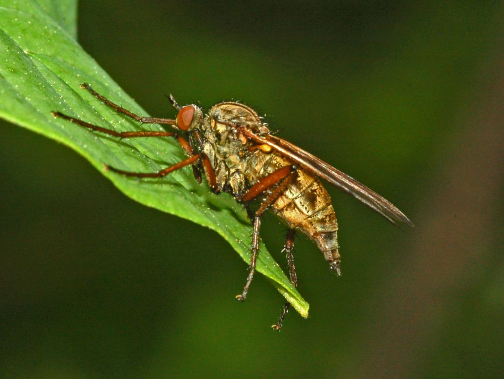 Empis (Xanthempis) testacea (Empididae)